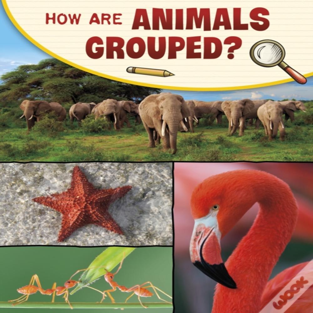 How Are Animals Grouped?