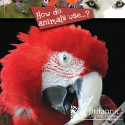 Capa do artigo How Do Animals Use...?