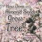 How Does An Almond Seed Grow Into A Tree? - Preview