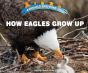 How Eagles Grow Up - Preview