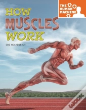 How Muscles Work
