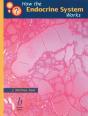 How The Endocrine System Works - Preview