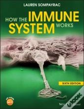 How The Immune System Works