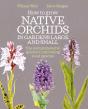 How To Grow Native Orchids In Gardens Large And Small - Preview