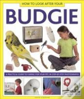 How To Look After Your Budgie
