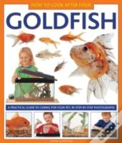Capa do artigo How To Look After Your Goldfish