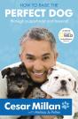 How To Raise The Perfect Dog - Preview