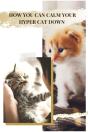 How You Can Calm Your Hyper Cat Down - Preview