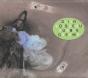 Hubble Dreams - CD - Preview