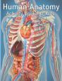 Human Anatomy Activity Book For Kids - Preview