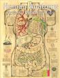 Human Anatomy Activity Book For Kids - Preview