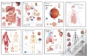 Capa do artigo Human Anatomy Chart Pack