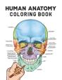 Human Anatomy Coloring Book - Preview