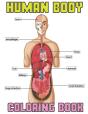 Human Body Coloring Book - Preview
