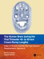 Human Brain During The First Trimester 40- To 42-Mm Crown-Rump Lengths - Preview