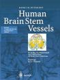 Human Brain Stem Vessels - Preview