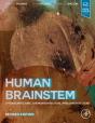 Human Brainstem - Preview
