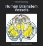 Human Brainstem Vessels - Preview