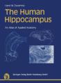 Human Hippocampus - Preview