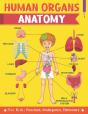 Human Organs Anatomy For Kids Preschool Kindergarten Elementary - Preview