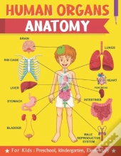 Human Organs Anatomy For Kids Preschool Kindergarten Elementary