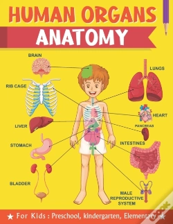 Capa do artigo Human Organs Anatomy For Kids Preschool Kindergarten Elementary