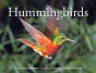 Hummingbirds - Preview