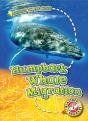 Humpback Whale Migration - Preview