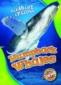 Humpback Whales - Preview