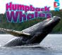 Humpback Whales - Preview