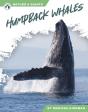 Humpback Whales - Preview