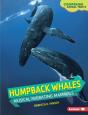 Humpback Whales - Preview