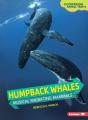 Humpback Whales - Preview