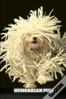 Hungarian Puli