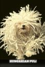 Hungarian Puli - Preview
