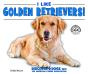 I Like Golden Retrievers! - Preview