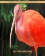 Ibis - Preview
