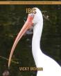 Ibis - Preview