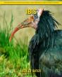 Ibis - Preview