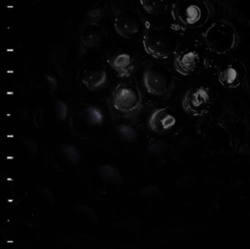 Capa do artigo Ice Melt - CD