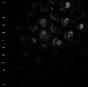 Ice Melt - Vinil - Preview