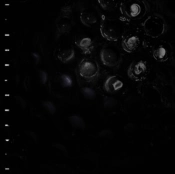 Capa do artigo Ice Melt - Vinil