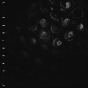Capa do artigo Ice Melt - Vinil