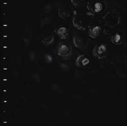 Capa do artigo Ice Melt - Vinil