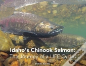 Idaho'S Chinook Salmon