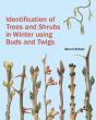 Identification Of Trees And Shrubs In Winter Using Buds And Twigs - Preview