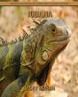 Iguana - Preview