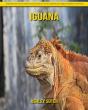 Iguana - Preview