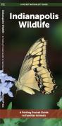 Indianapolis Wildlife - Preview