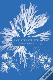Capa do artigo Inflorescence